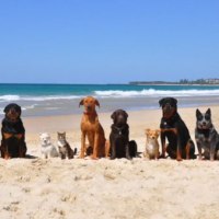Los perros en todas las playas. Los ayuntamientos no tienen capacidad de multarte